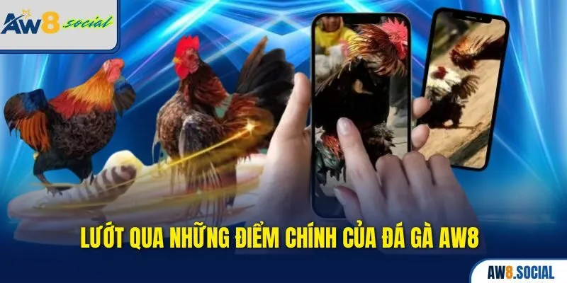 Lướt qua những điểm chính của Đá gà AW8 