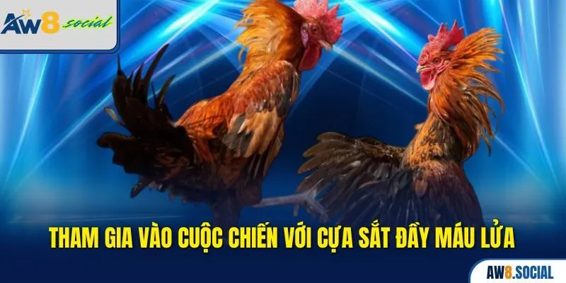 Tham gia vào cuộc chiến với cựa sắt đầy máu lửa